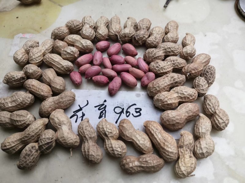 高油酸花生，中果型，口感好，油酸含量81%。