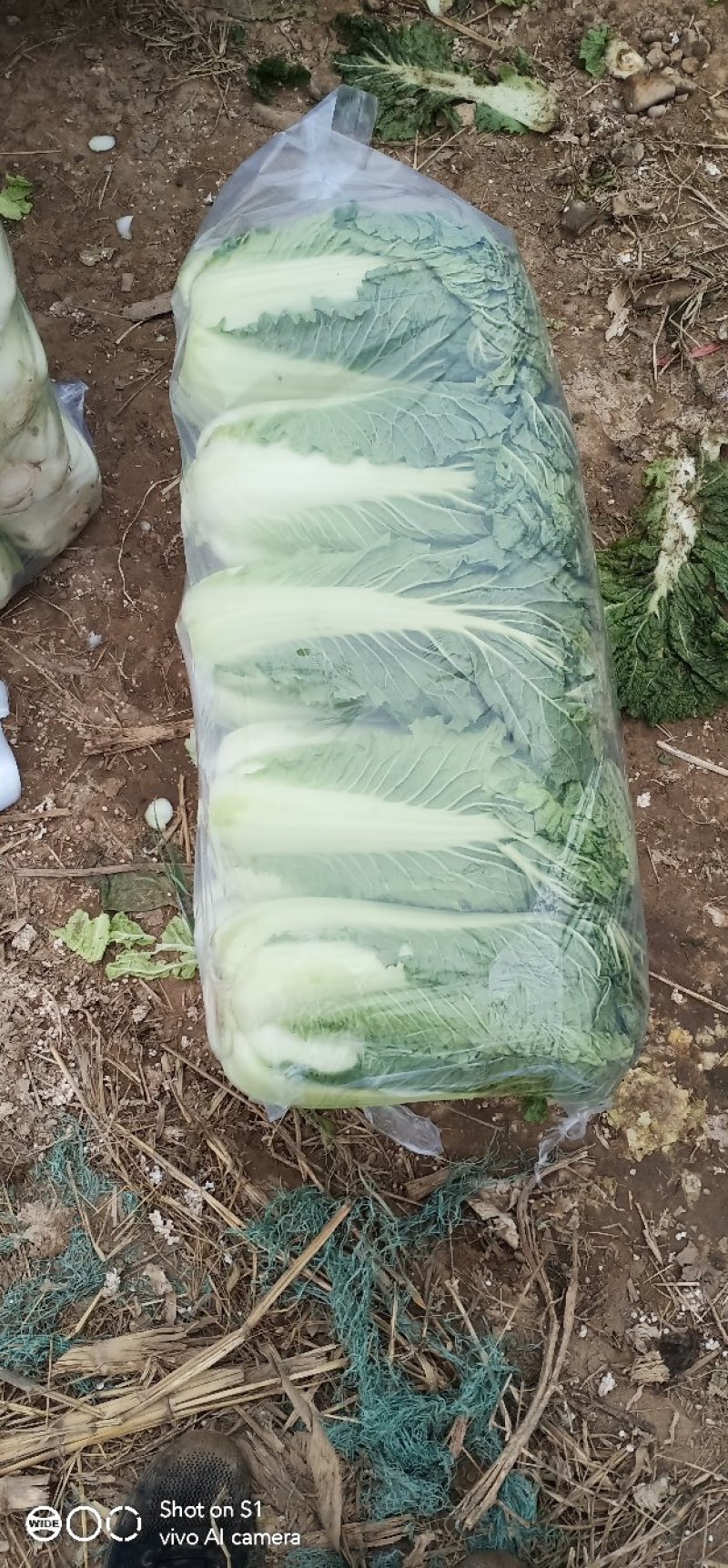 青杂白菜，精品白菜，产地直发绿翠源果蔬专业合作