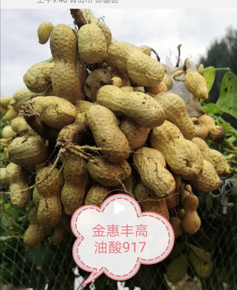 高油酸花生，中果型，口感好，油酸含量81%。