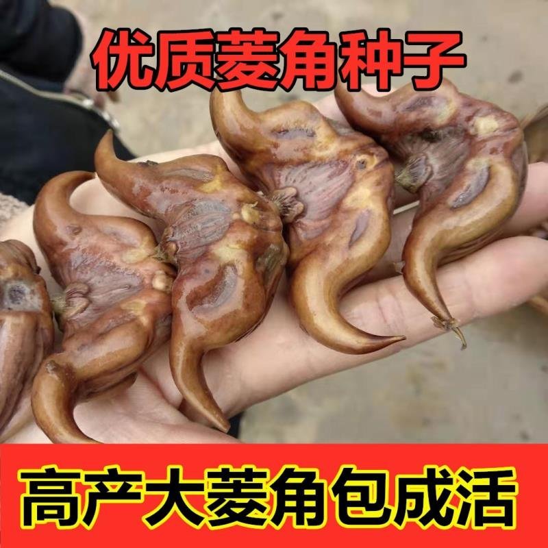 【包邮】菱角种子高产青菱角净化池塘高产菱角种红菱角种