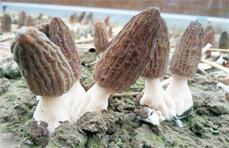 羊肚菌菌种母种栽培种
