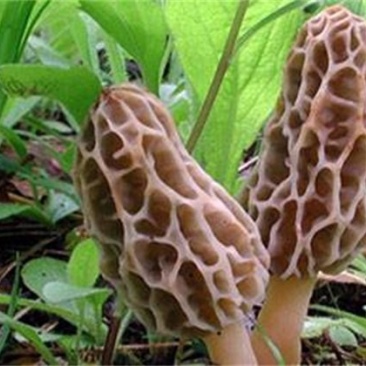 羊肚菌菌种母种栽培种