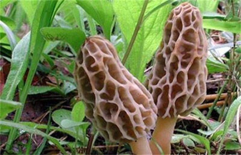 羊肚菌菌种母种栽培种