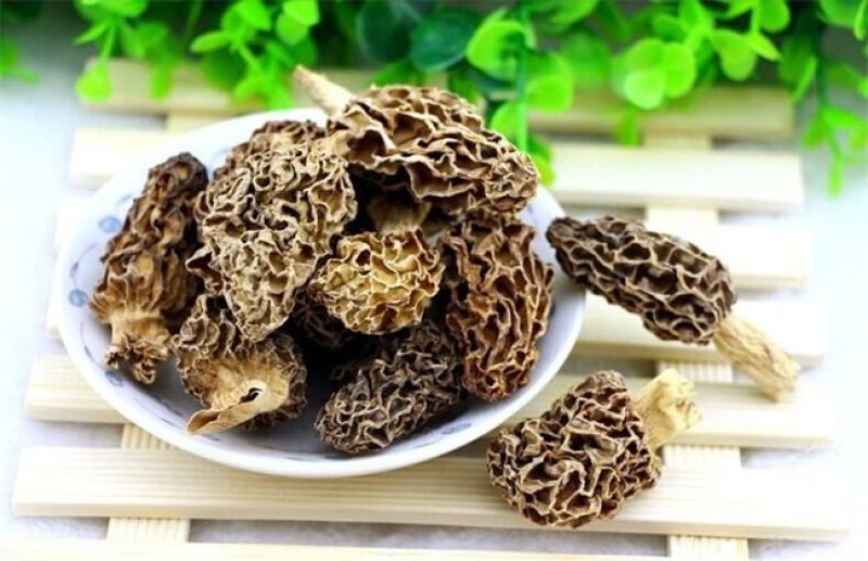 羊肚菌菌种母种栽培种