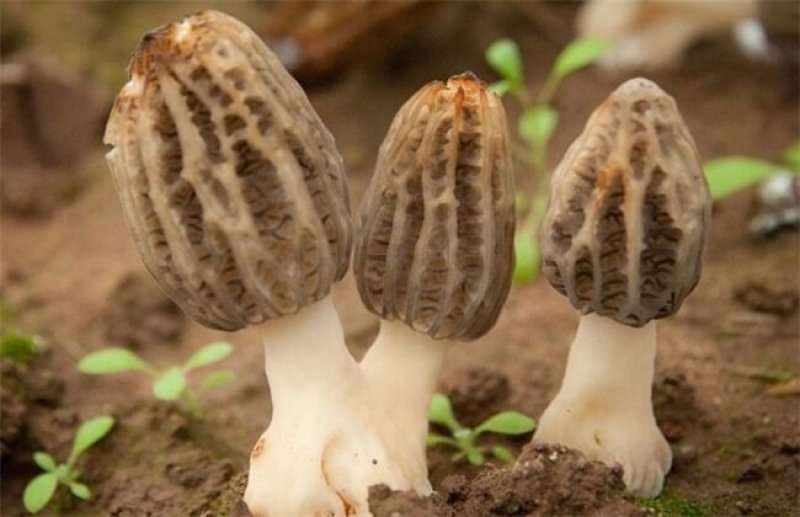 羊肚菌菌种母种栽培种
