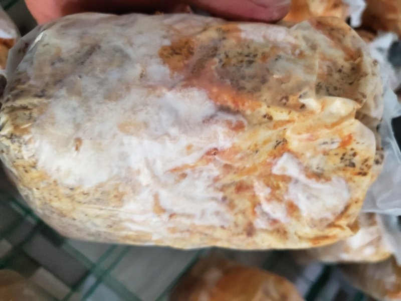 羊肚菌菌种母种栽培种
