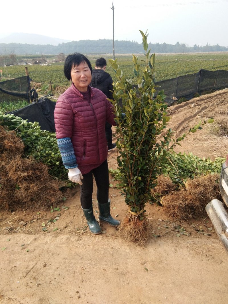 高产油茶树苗容器苗大杯苗长林赣无系列