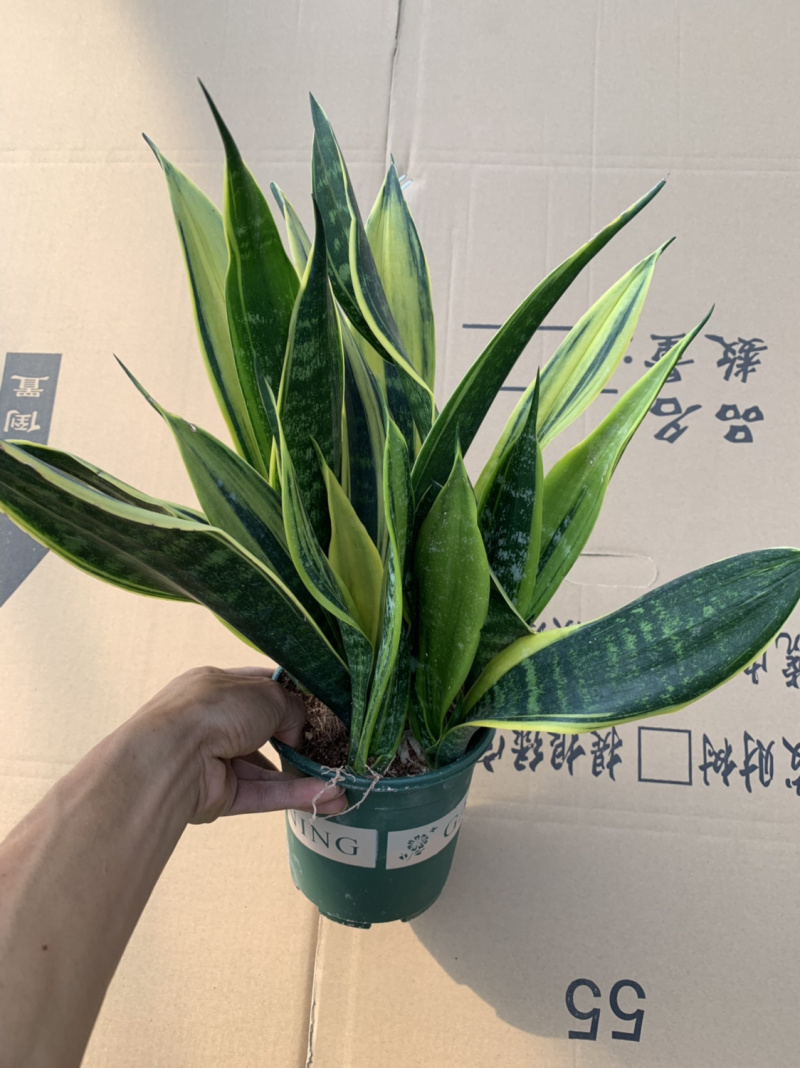 黄金兰基地直销货源充足