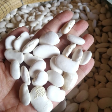 白芸豆