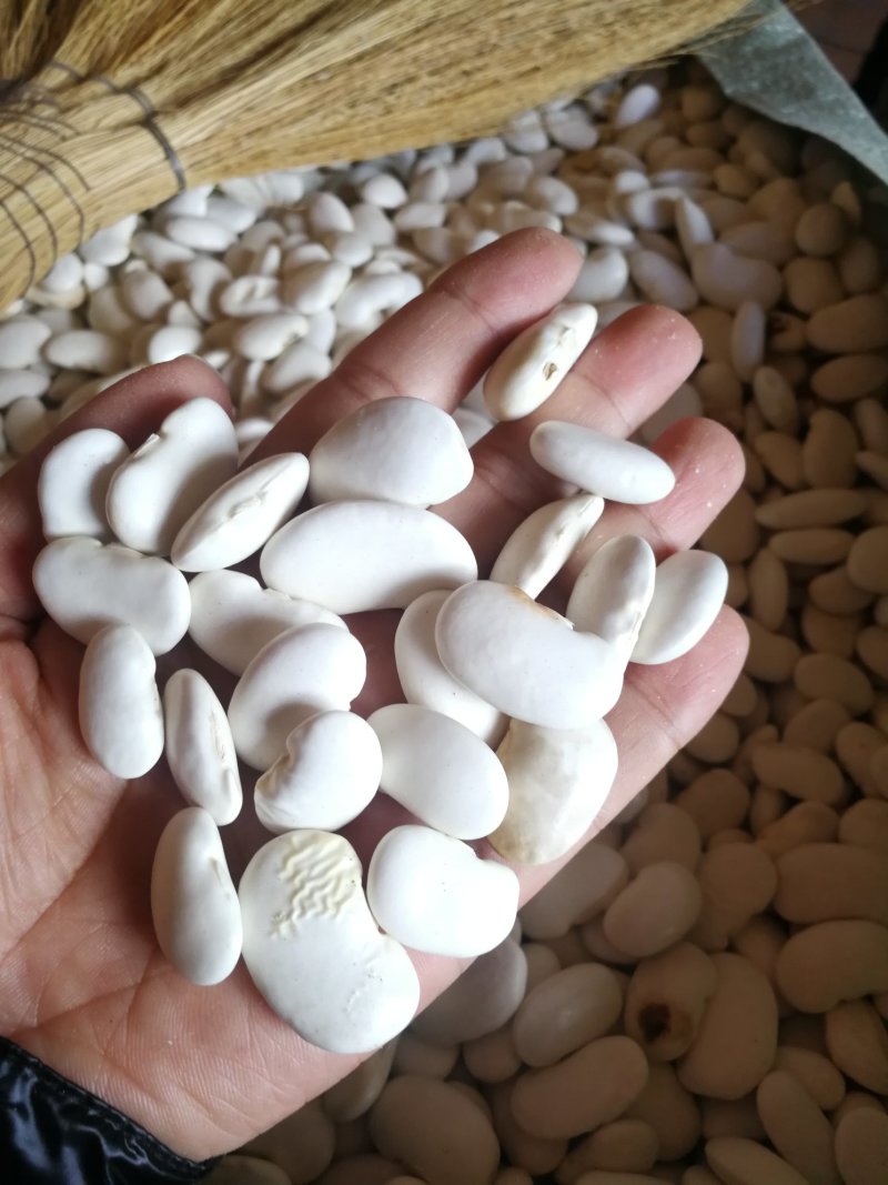 白芸豆