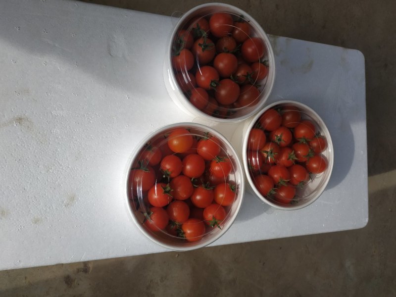 无土栽培口感小番茄
