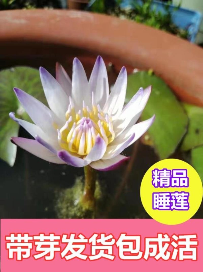 庭院池塘水池鱼缸水生睡莲水培植物水养四季大睡莲根块荷花