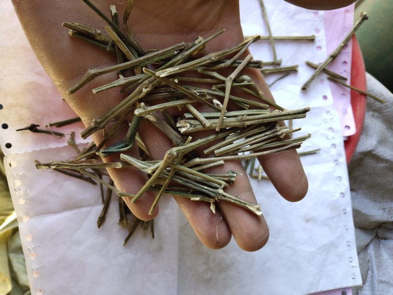 穿心连个子穿心莲川心连不含运费