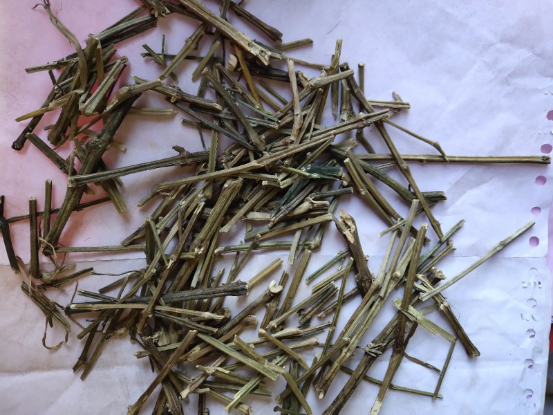 穿心连个子穿心莲川心连不含运费