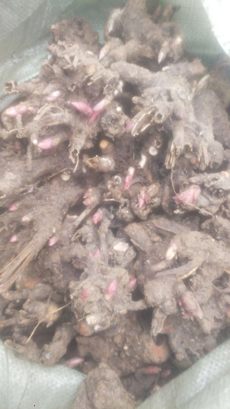 白芍芽子白芍种苗白芍苗大量供应一手货源基地直发