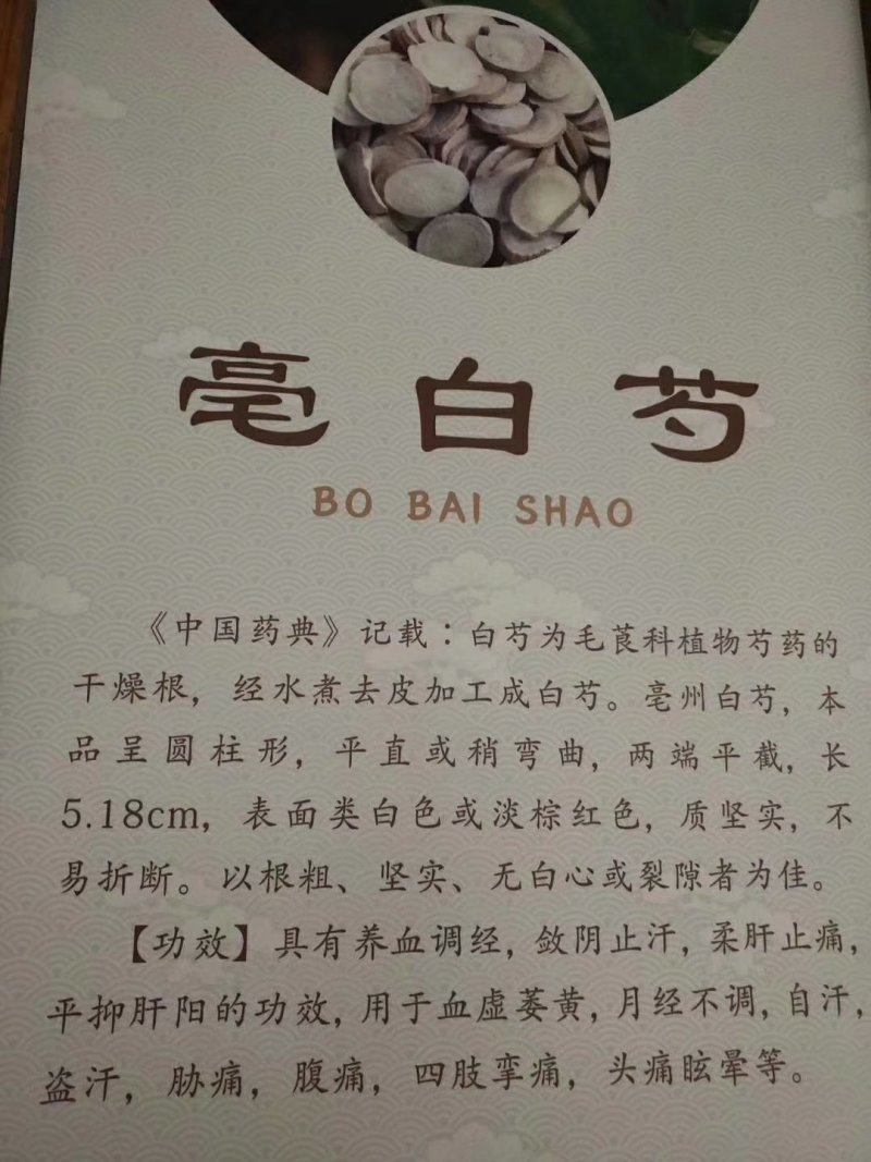 白芍芽子白芍种苗白芍苗大量供应一手货源基地直发