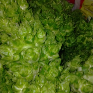 儿菜12月中旬大量上市