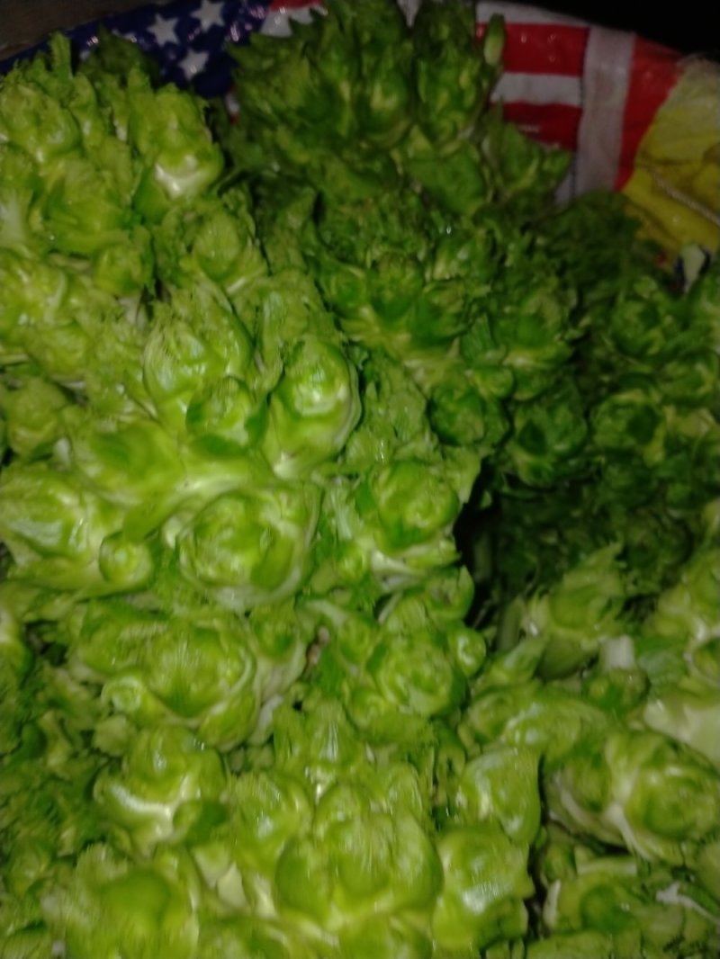 儿菜12月中旬大量上市