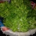 儿菜12月中旬大量上市
