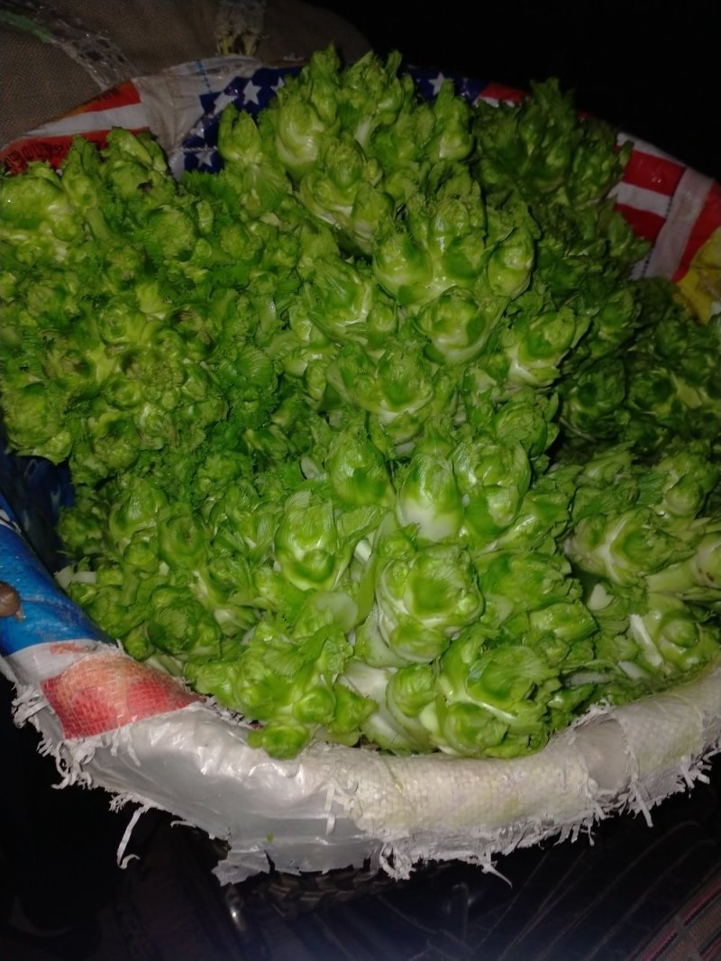 儿菜12月中旬大量上市