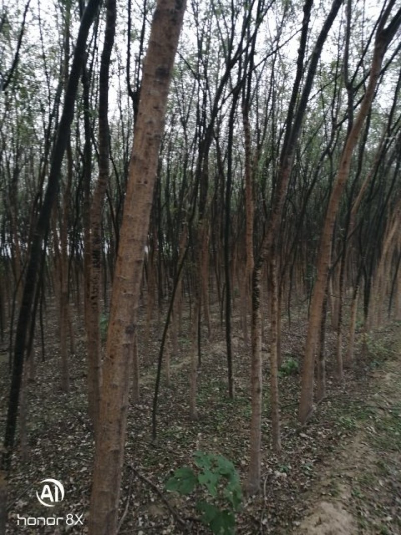 国槐各种规格腾地处理