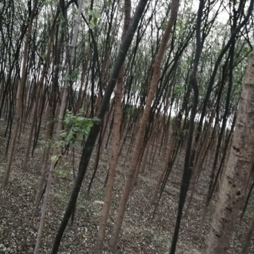 国槐各种规格腾地处理