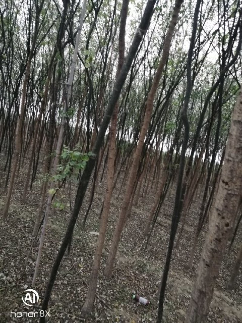 国槐各种规格腾地处理