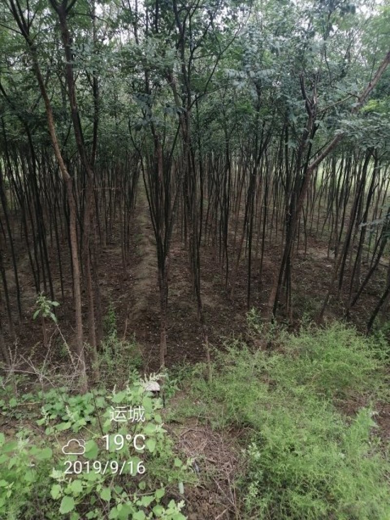 国槐各种规格腾地处理