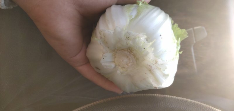 【优】精品娃娃菜，大小均有，新鲜供应，产地现发