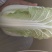 【优】精品娃娃菜，大小均有，新鲜供应，产地现发