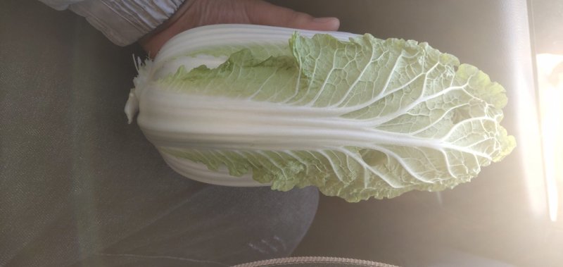 【优】精品娃娃菜，大小均有，新鲜供应，产地现发