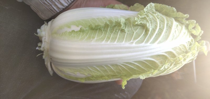 【优】精品娃娃菜，大小均有，新鲜供应，产地现发