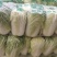 【优】精品娃娃菜，大小均有，新鲜供应，产地现发
