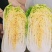 【优】精品娃娃菜，大小均有，新鲜供应，产地现发