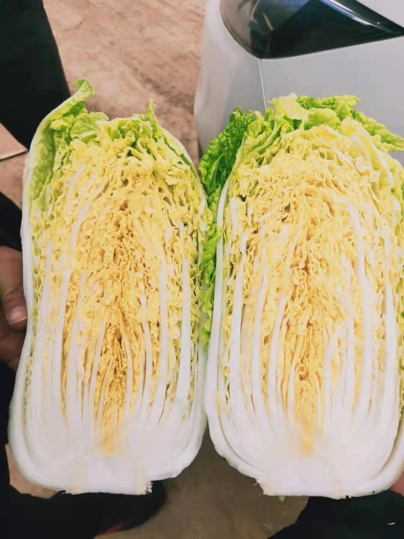 【优】精品娃娃菜，大小均有，新鲜供应，产地现发