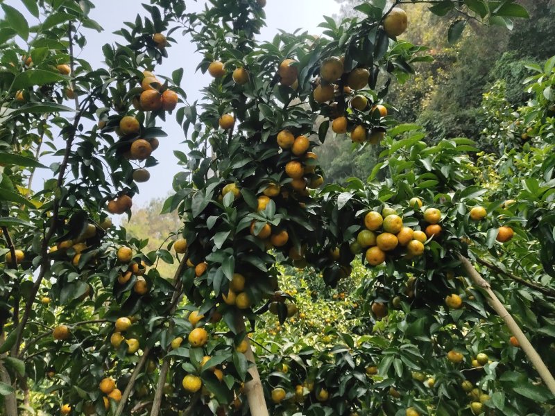 沙糖桔
