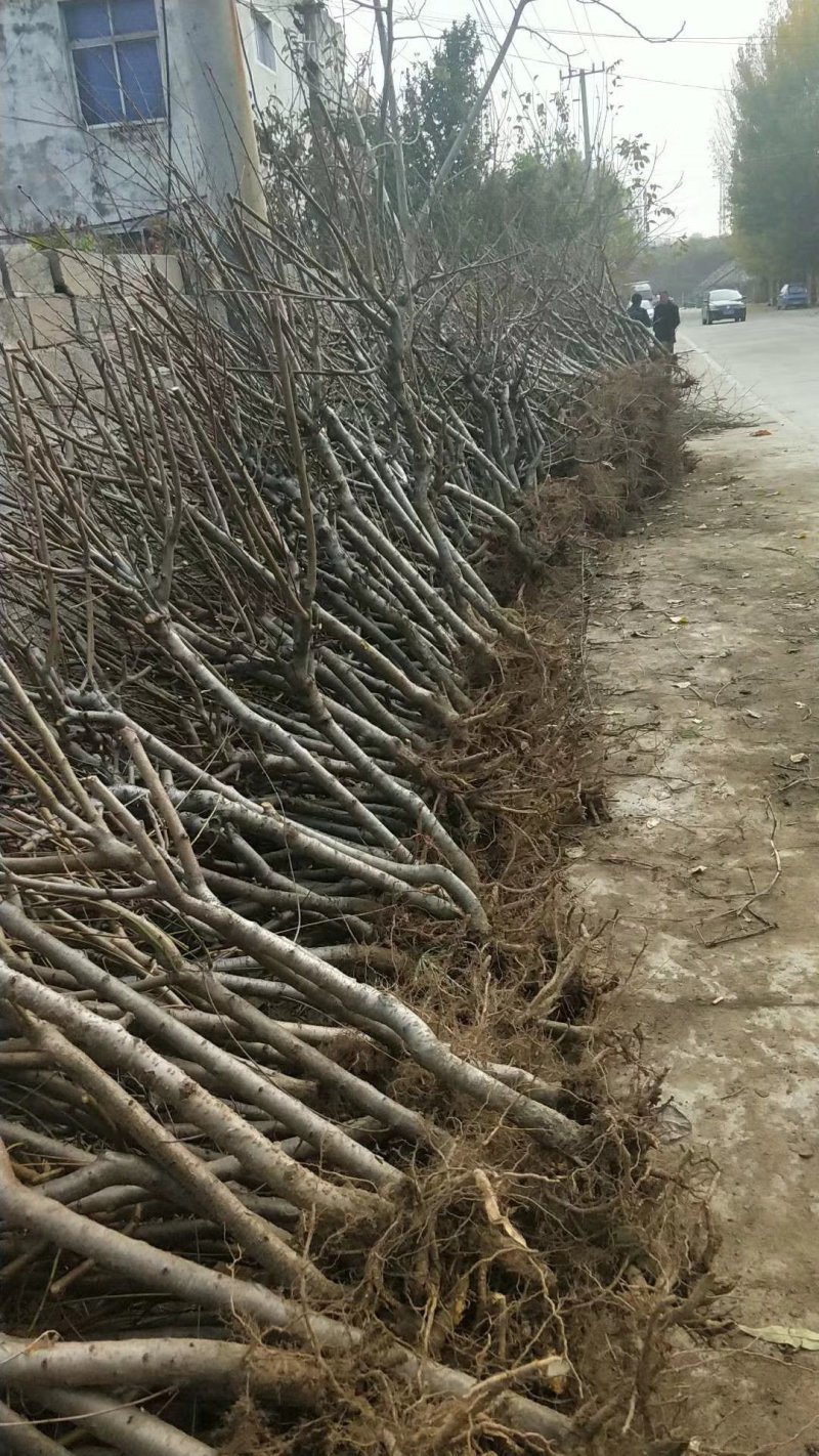 山东占地桃树苗全部精品可签合同