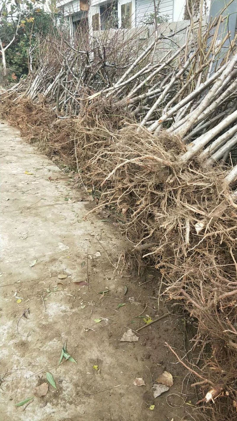 山东占地桃树苗全部精品可签合同