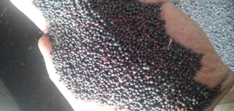 【热卖】油菜籽湖北油菜籽产地直发出油率43