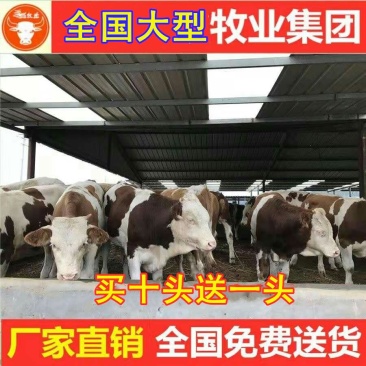 渤海黑牛品质保障优良品种自由挑选