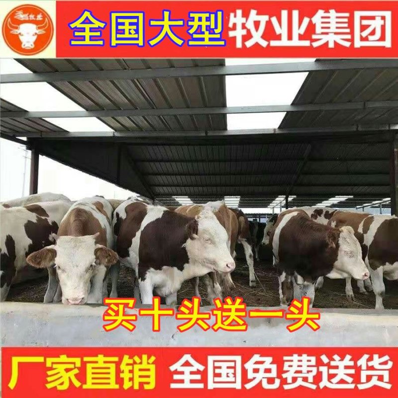 渤海黑牛品质保障优良品种自由挑选