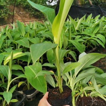 金粉1号，西贡蕉苗，B6香蕉，中蕉9号，红当年种当年挂果