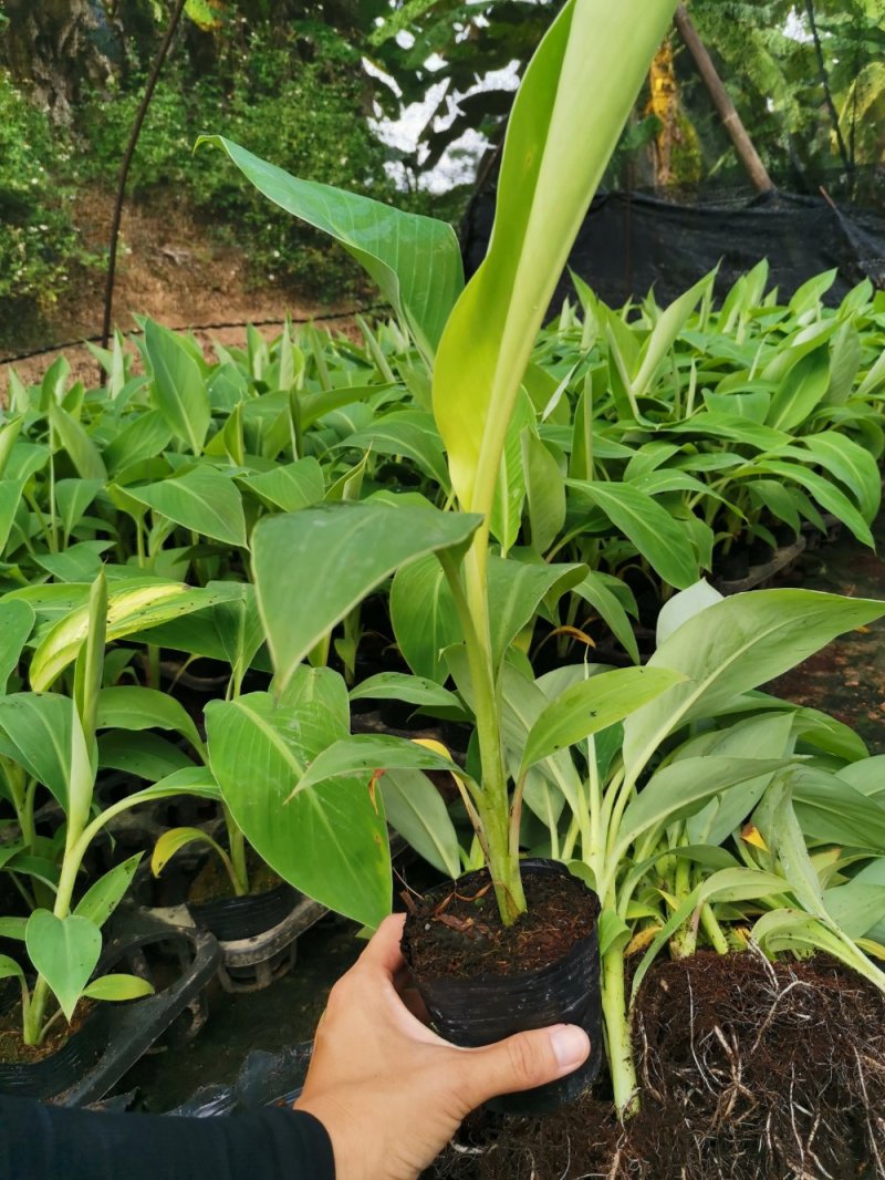 金粉1号，西贡蕉苗，B6香蕉，中蕉9号，红当年种当年挂果
