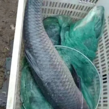微山湖青鱼批发