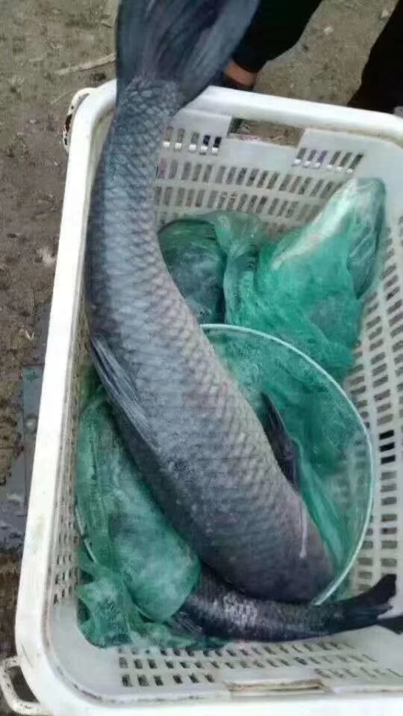 微山湖青鱼批发