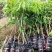 无核荔枝苗,品种保证,品种纯正。根系发达。有裸苗,带原土