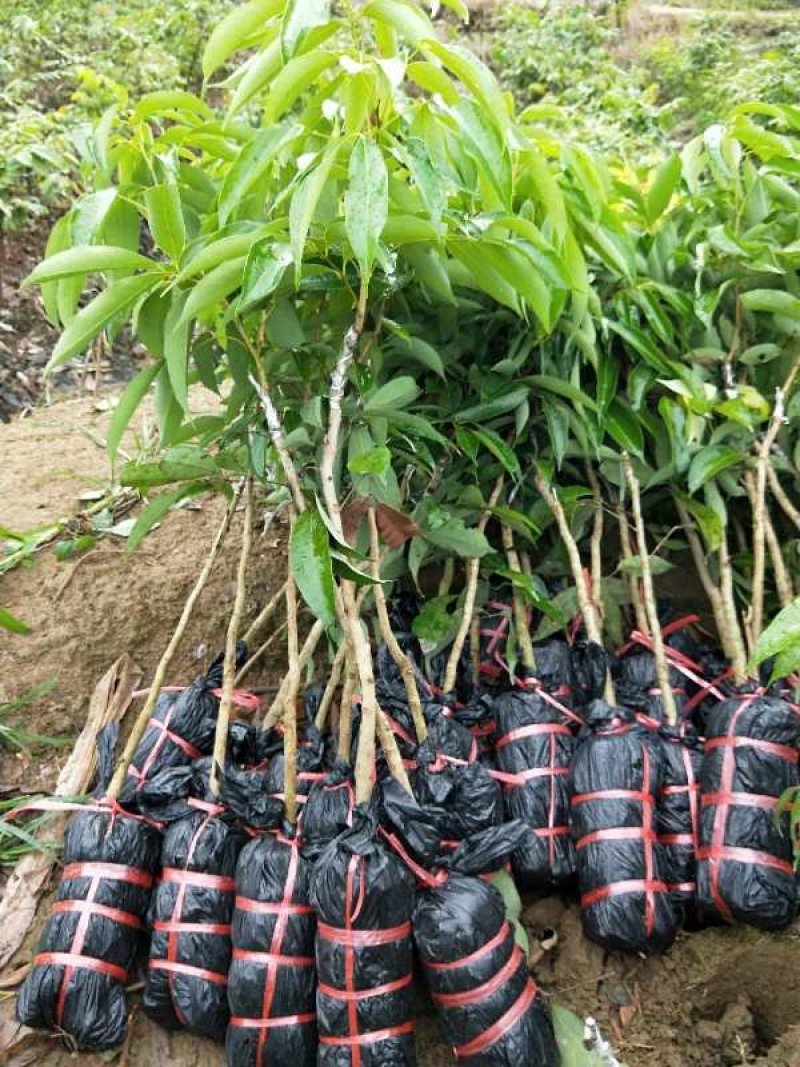 无核荔枝苗，品种保证，品种纯正。根系发达。有裸苗，带原土