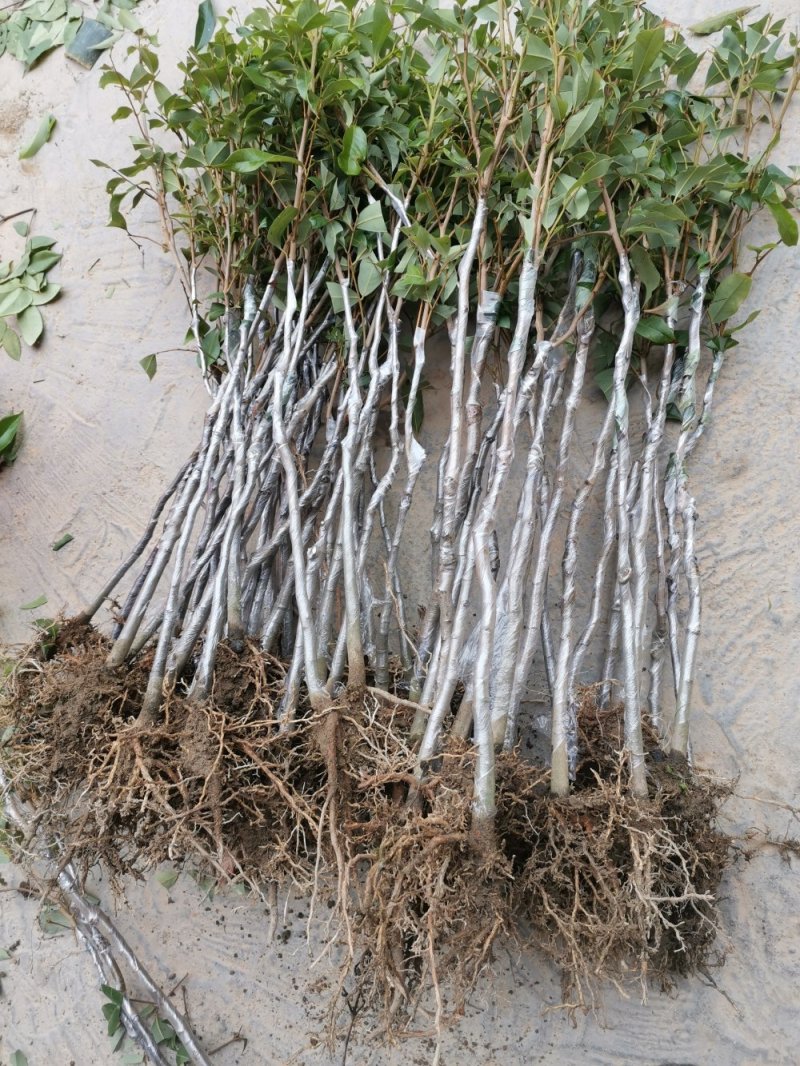 无核荔枝苗，品种保证，品种纯正。根系发达。有裸苗，带原土