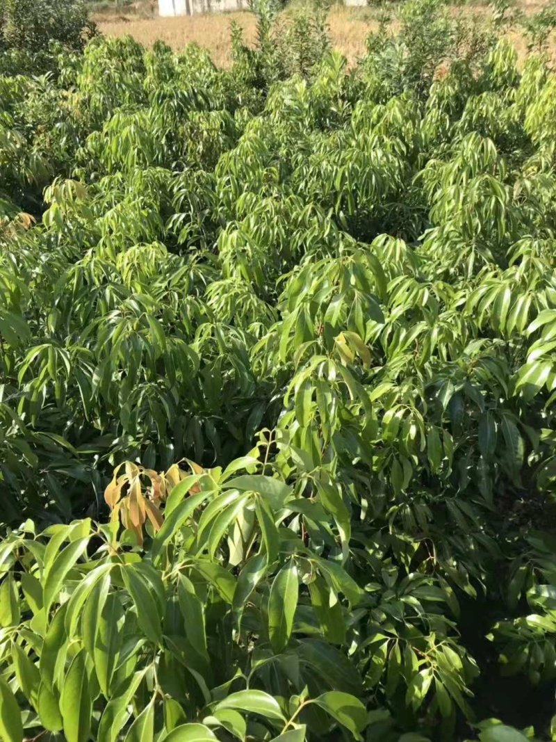 无核荔枝苗，品种保证，品种纯正。根系发达。有裸苗，带原土