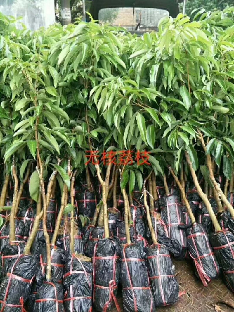 无核荔枝苗，品种保证，品种纯正。根系发达。有裸苗，带原土